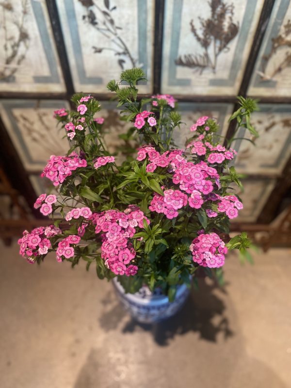 Sweet William