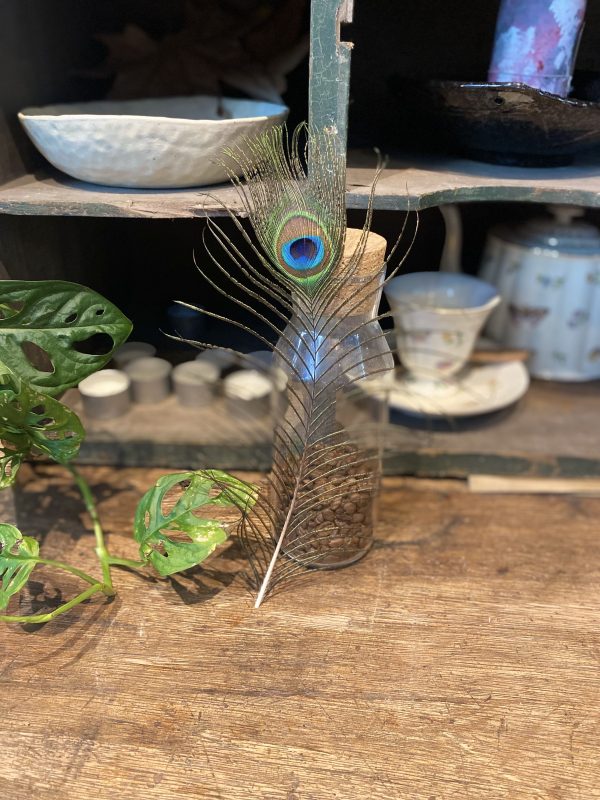 Peacock Feather